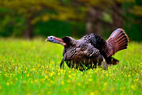 Despite snow on the ground, spring turkey season arrives
